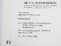 微皮傘屬藏品圖，第2張