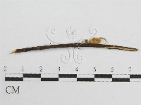 微皮傘屬藏品圖，第3張