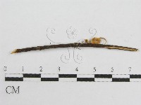 微皮傘屬藏品圖，第4張