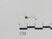 小菇屬藏品圖，第1張