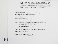微皮傘屬藏品圖，第2張