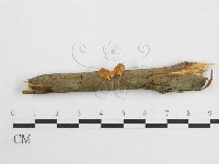 微皮傘屬藏品圖，第1張
