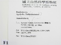 微皮傘屬藏品圖，第2張