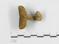 登錄號:F0015962藏品圖，第3張