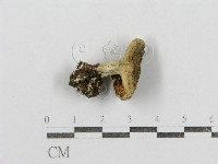 紅菇屬藏品圖，第1張