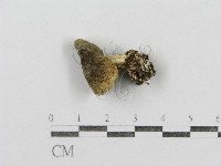 紅菇屬藏品圖，第4張