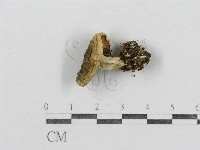 紅菇屬藏品圖，第5張