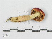 紅菇屬藏品圖，第3張
