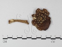 鵝膏屬藏品圖，第3張