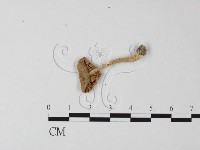 登錄號:F0015966藏品圖，第3張