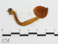 登錄號:F0015967藏品圖，第1張