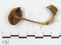 登錄號:F0015968藏品圖，第3張