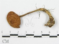 登錄號:F0015968藏品圖，第4張