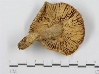 登錄號:F0015970藏品圖，第1張