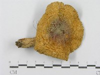 登錄號:F0015970藏品圖，第3張