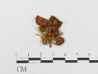 登錄號:F0015972藏品圖，第1張