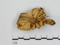 登錄號:F0015974藏品圖，第1張