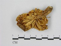登錄號:F0015974藏品圖，第3張
