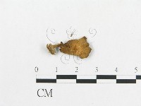 登錄號:F0015975藏品圖，第3張