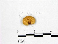 登錄號:F0015976藏品圖，第1張