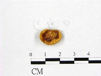 登錄號:F0015976藏品圖，第3張