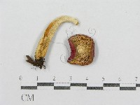 紅菇屬藏品圖，第3張