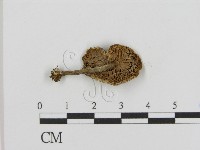 登錄號:F0015979藏品圖，第1張