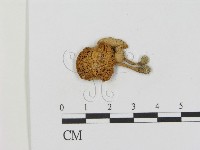 登錄號:F0015980藏品圖，第3張