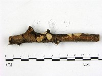 登錄號:F0015982藏品圖，第1張