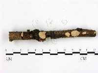 登錄號:F0015982藏品圖，第3張