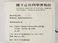 松塔牛肝菌屬藏品圖，第2張