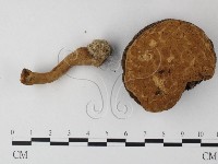 松塔牛肝菌屬藏品圖，第1張