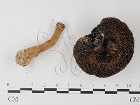 松塔牛肝菌屬藏品圖，第3張