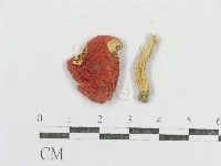 紅菇屬藏品圖，第1張