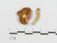 紅菇屬藏品圖，第3張