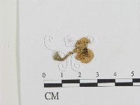 登錄號:F0015986藏品圖，第1張