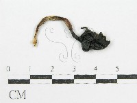 鬼傘屬藏品圖，第1張