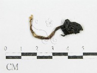 鬼傘屬藏品圖，第3張