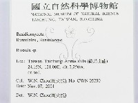 紅菇屬藏品圖，第2張