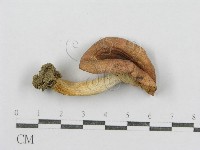 紅菇屬藏品圖，第1張