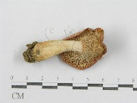 紅菇屬藏品圖，第4張