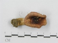 紅菇屬藏品圖，第5張