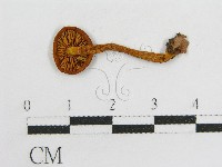 登錄號:F0015992藏品圖，第1張