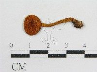 登錄號:F0015992藏品圖，第3張