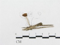 登錄號:F0015995藏品圖，第1張