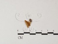 登錄號:F0015996藏品圖，第1張