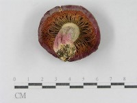 登錄號:F0015998藏品圖，第1張