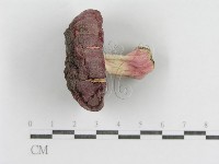 登錄號:F0015998藏品圖，第3張