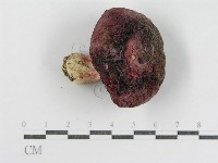 登錄號:F0015998藏品圖，第4張