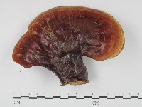 登錄號:F0015999藏品圖，第1張